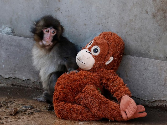 A baby Japanese macaque named Punch touches a stuffed orangutan at Ichikawa City Zoo, in Ichikawa, Chiba Prefecture, Japan, February 19, 2026. REUTERS/Kim Kyung-Hoon