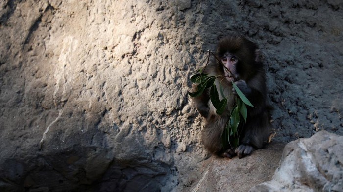 A baby Japanese macaque named Punch touches a stuffed orangutan at Ichikawa City Zoo, in Ichikawa, Chiba Prefecture, Japan, February 19, 2026. REUTERS/Kim Kyung-Hoon