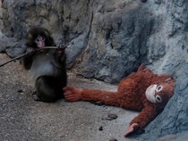 Magnet Monyet Punch yang Semakin Kuat