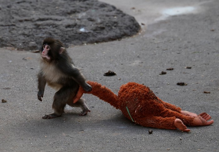 A baby Japanese macaque named Punch touches a stuffed orangutan at Ichikawa City Zoo, in Ichikawa, Chiba Prefecture, Japan, February 19, 2026. REUTERS/Kim Kyung-Hoon