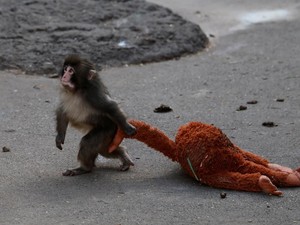 Bayi Monyet Punch Mulai Tinggalkan Bonekanya, Kenapa?