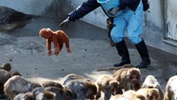 Penjaga kebun binatang Kosuke Shikano meletakkan boneka orangutan di tanah sementara Punch bergantung pada kakinya. Perawatan rutin dilakukan untuk menjaga kebersihan serta kesejahteraan satwa. REUTERS/Kim Kyung-Hoon
