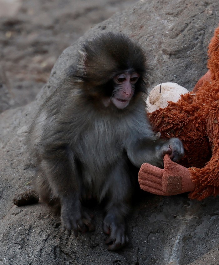 A baby Japanese macaque named Punch touches a stuffed orangutan at Ichikawa City Zoo, in Ichikawa, Chiba Prefecture, Japan, February 19, 2026. REUTERS/Kim Kyung-Hoon