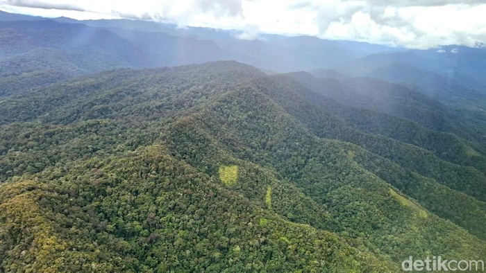 Rimba Krayan