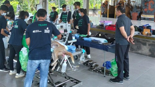 Petugas saat melakukan vaksinasi massal dan sterilisasi HPR di Wantilan Desa Adat Penyaringan, Kecamatan Mendoyo, Jumat (20/2/2026).
