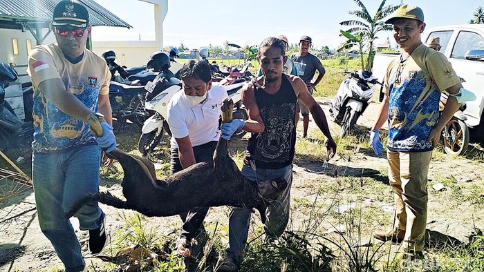 Warga tembak mati anjing serang dua bocah di Polman.