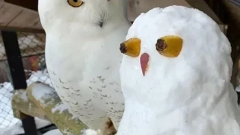 Burung hantu sungguhan mengira di sebelahnya adalah burung hantu juga. Foto: StreetArtUtopia