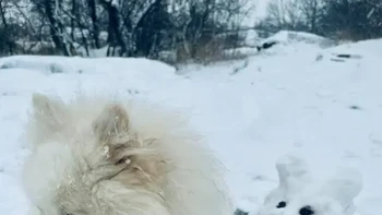 Anjing sungguhan dan anjing dari salju. Foto: StreetArtUtopia