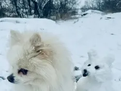 Begini Jadinya Kalau Main Salju Kelewat Kreatif