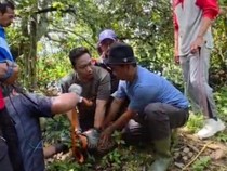 Terkam Warga Kubu Raya hingga Masuk RS, Kini Buaya Ditangkap