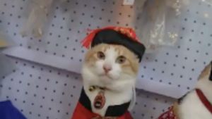  Video: Memahami Kepribadian Hewan Lewat Lensa Kamera