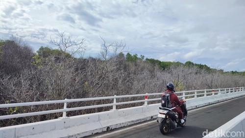 Kondisi mangrove yang kering dan mati di pintu keluar Tol Bali Mandara, Jalan Raya Pelabuhan Benoa, Denpasar, Bali, Sabtu (21/2/2026). (Foto: Ahmad Firizqi Irwan/detikBali)
