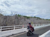 Peneliti Unud Pastikan Mangrove di Tahura Ngurah Rai Mati Tercemar Solar