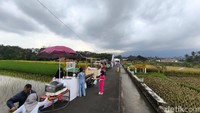Syahdunya Sawah Lope Desa Cikaso, Spot Terbaik Buat Botram Bareng Keluarga