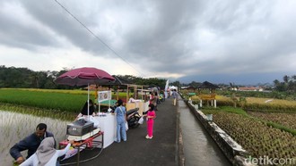 Syahdunya Sawah Lope Desa Cikaso, Spot Terbaik Buat Botram Bareng Keluarga