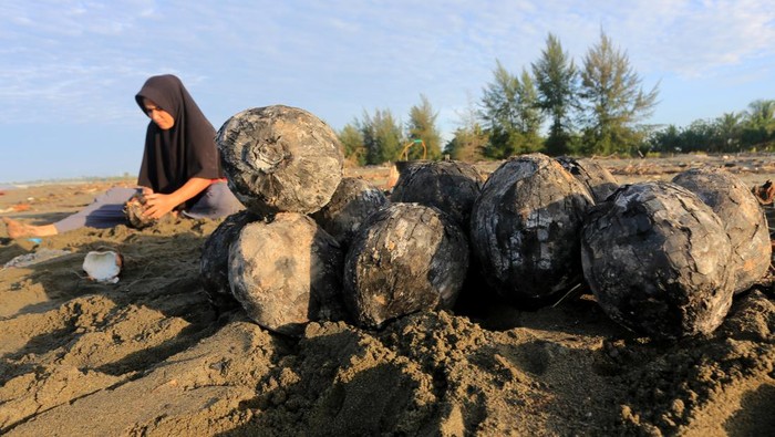 Pedagang musiman mengupas kelapa muda bakar di tepi pantai Desa Peunaga Rayeuk, Kecamatan Meureubo, Aceh Barat, Aceh, Sabtu (21/2/2026). Permintaan kelapa muda bakar yang merupakan sajian untuk menu berbuka puasa saat Ramadhan itu meningkat dari 65 kelapa per hari menjadi 90 hingga 140 kelapa per hari dan dijual Rp10.000 per buah. ANTARA FOTO/Syifa Yulinnas/tom.