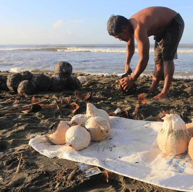 Ramadan Dongkrak Penjualan Kelapa Muda Bakar