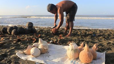 Ramadan Dongkrak Penjualan Kelapa Muda Bakar
