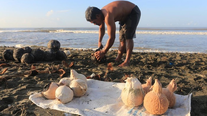 Pedagang musiman mengupas kelapa muda bakar di tepi pantai Desa Peunaga Rayeuk, Kecamatan Meureubo, Aceh Barat, Aceh, Sabtu (21/2/2026). Permintaan kelapa muda bakar yang merupakan sajian untuk menu berbuka puasa saat Ramadhan itu meningkat dari 65 kelapa per hari menjadi 90 hingga 140 kelapa per hari dan dijual Rp10.000 per buah. ANTARA FOTO/Syifa Yulinnas/tom.