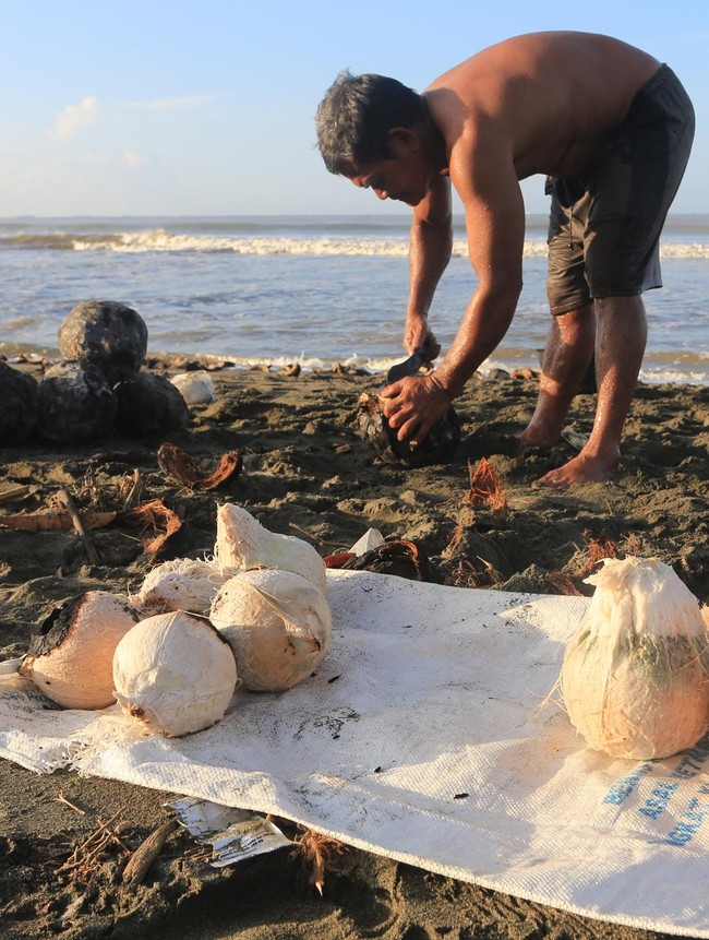 Ramadan Dongkrak Penjualan Kelapa Muda Bakar