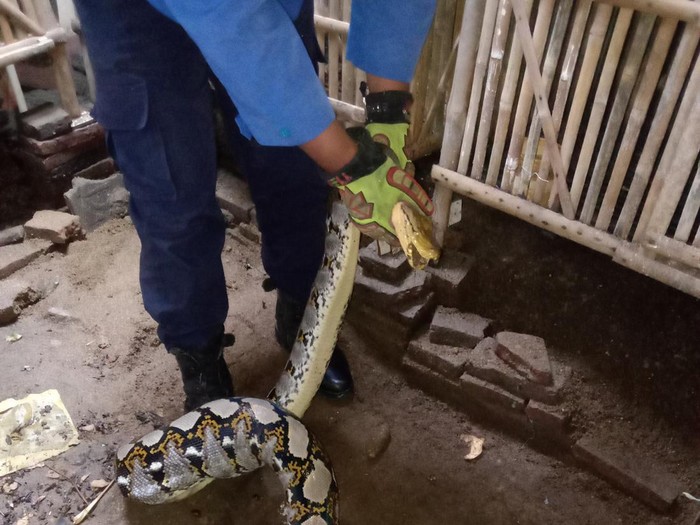 Warga Sukoharjo dikagetkan dengan penampakan seekor ular piton atau sanca kembang di kandang ayam miliknya.