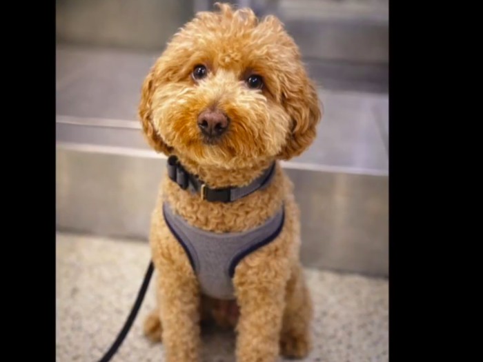 Anjing goldendoodle yang ditinggal pemiliknya di bandara Las Vegas
