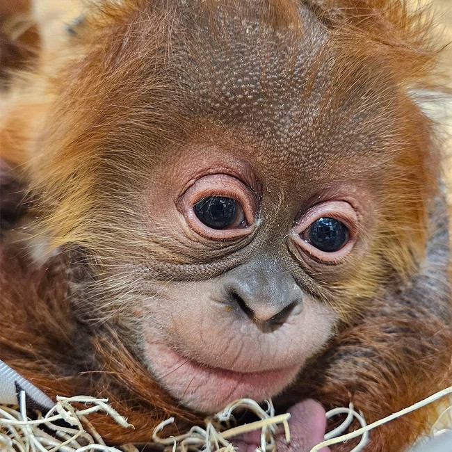 Foto: Gemasnya Raya, Bayi Orangutan di Kebun Binatang Indiana