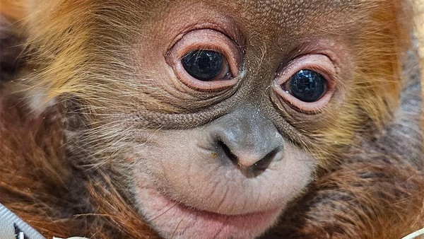 Foto: Gemasnya Raya, Bayi Orangutan di Kebun Binatang Indiana