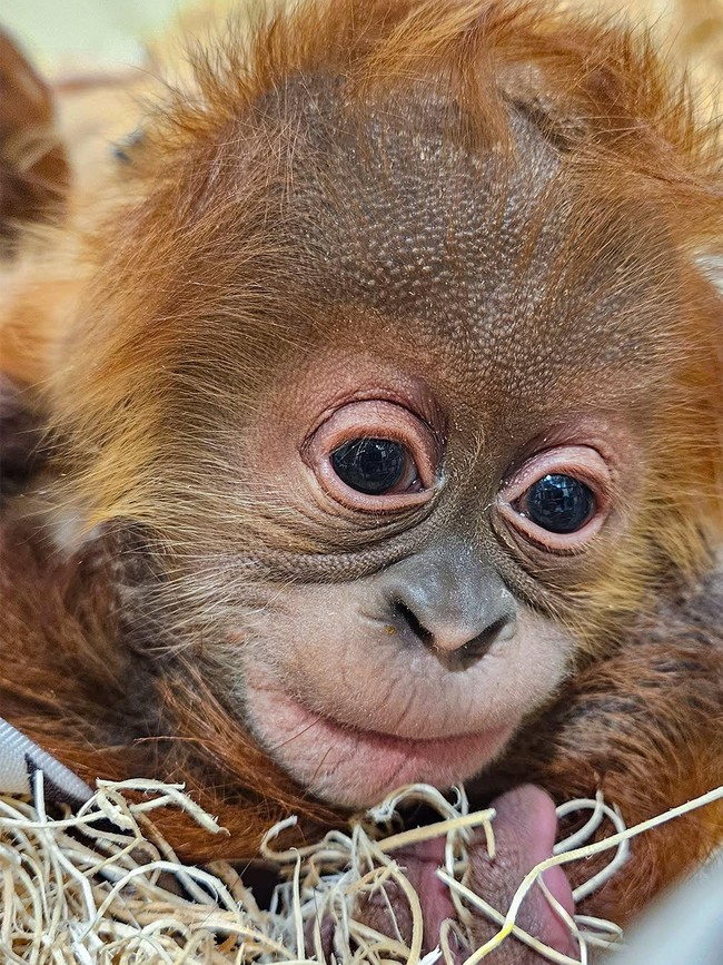 Foto: Gemasnya Raya, Bayi Orangutan di Kebun Binatang Indiana
