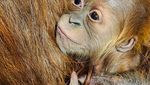 Foto: Gemasnya Raya, Bayi Orangutan di Kebun Binatang Indiana