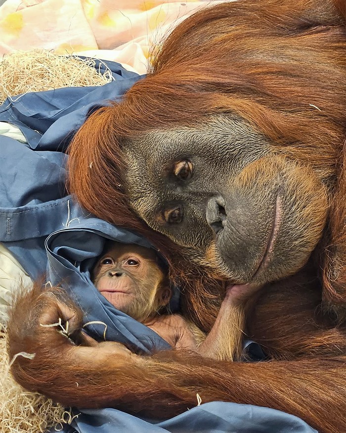 Bayi orangutan di Fort Wayne Zoo