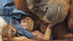 Foto: Gemasnya Raya, Bayi Orangutan di Kebun Binatang Indiana