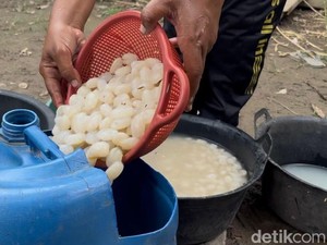 Panen Beluluk, Tradisi Musiman yang Menghidupi Warga Jambi Saat Ramadan