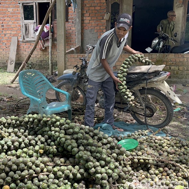 Potret Warga Jambi Panen Beluluk dan Hasilkan Cuan Saat Ramadan