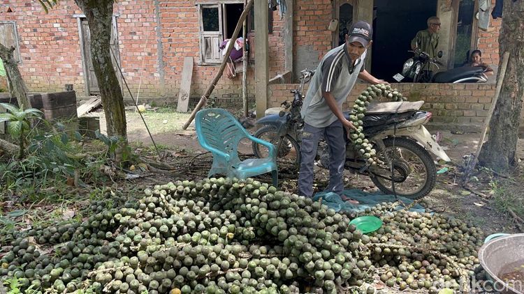 Potret Warga Jambi Panen Beluluk dan Hasilkan Cuan Saat Ramadan