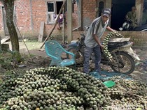 Potret Warga Jambi Panen Beluluk dan Hasilkan Cuan Saat Ramadan