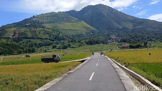Persawahan Desa Sikam, Sianjur Mula-mula, Samosir. (Juita Sinuhaji/detikSumut)