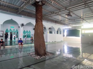 Begini Rasa Kurma yang Tumbuh di Dalam Masjid Benoa Bali