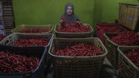 Komoditas cabai rawit tercatat mengalami surplus sekitar 54 ribu ton pada Februari 2026 dan diproyeksikan meningkat menjadi 99 ribu ton pada Maret 2026. Sementara itu, cabai besar juga mencatatkan surplus sekitar 14 ribu ton pada Februari dan 11 ribu ton pada Maret 2026. Kondisi ini menunjukkan ketersediaan cabai nasional relatif terkendali di tengah meningkatnya permintaan menjelang hari besar keagamaan. Antara Foto/Andri Saputra