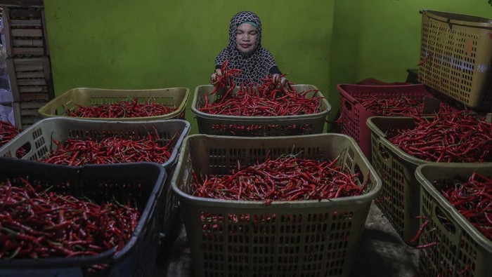 Pedagang menyortir cabai rawit merah yang dijual di Pasar Barito, Ternate, Maluku Utara, Minggu (22/2/2026). Berdasarkan data proyeksi neraca pangan nasional komoditas cabai rawit mengalami surplus sebesar 54 ribu ton pada Februari 2026 dan melonjak hingga 99 ribu ton pada Maret 2026, sementara cabai besar mencatatkan surplus sebesar 14 ribu ton pada Februari dan 11 ribu ton pada Maret 2026 sehingga pemerintah memastikan pasokan cabai nasional berada dalam kondisi aman dan terkendali selama bulan suci Ramadhan dan Idul Fitri 1447 Hijriah. ANTARA FOTO/Andri Saputra
