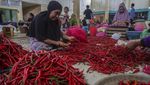 Stok Cabai Nasional Melimpah, Kebutuhan Ramadan-Lebaran Aman