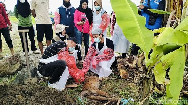 Tim Puskeswan Mapilli mengambil sampel anjing liar yang menyerang 2 bocah bernama Padli (9) dan adiknya Alif (7) di Polman. Tim Puskeswan Mapilli mengambil sampel anjing liar yang menyerang 2 bocah bernama Padli (9) dan adiknya Alif (7) di Polman.