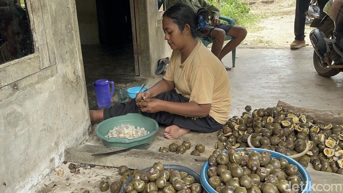 Tradisi Beluluk di Jambi yang masih dipertahankan hingga kini dan menjadi sumber rupiah. Setelah Beluluk direbus, maka warga akan melepaskannya dari cangkang.