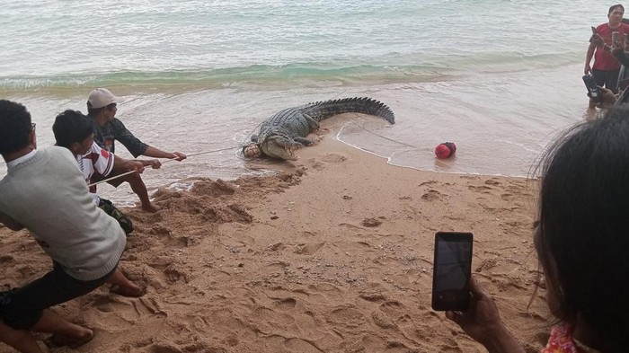 Warga ramai-ramai menangkap buaya yang muncul di Pantai Tinggian, Minahasa, menggunakan jubi.