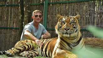 72 Ekor Harimau Mati Tak Wajar di Thailand, Diduga karena Virus