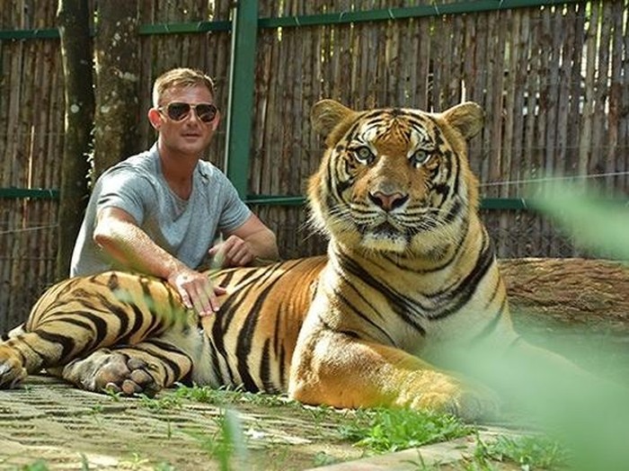 Wisatawan berfoto dengan harimau di Tiger Kingdom