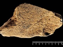 Palu dari Tulang Gajah Berusia 500 Ribu Tahun, Alat Canggih Manusia Purba