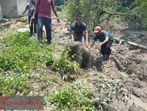 5 Fakta Anak Gajah Kejeblos Septic Tank di Riau hingga Kawanan Ngamuk