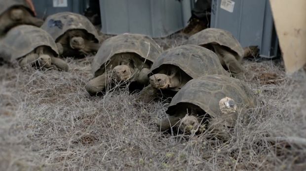 Kura-kura raksasa kembali ke Kepulauan Galápagos setelah hampir 150 tahun. (Tangkapan Layar Video Reutes/)