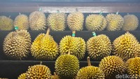 Sailendra Restaurant juga menghadirkan varian Durian Montong dan Petruk yang bisa dinikmati sepuasnya. Dagingnya legit, creamy, dan aromanya bikin susah berhenti makan. Foto: detikcom/Riska Fitria